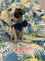 Taco , a male Chihuahua for sale in Merritt Island, FL – 4 of 10
