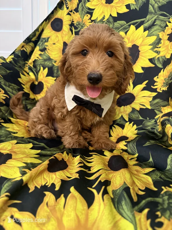 Cooper – Goldendoodle puppy for sale in Merritt Island, FL