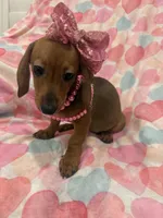 Winnie , a female Miniature Dachshund for sale in Merritt Island, FL – 9 of 10