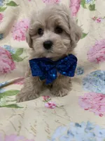 Maverick , a male Maltipoo for sale in Merritt Island, FL – Photo 3 of 9