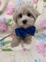 Maverick , a male Maltipoo for sale in Merritt Island, FL – Photo 9 of 9