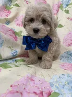 Maverick , a male Maltipoo for sale in Merritt Island, FL – Photo 7 of 9