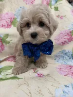 Maverick , a male Maltipoo for sale in Merritt Island, FL – Photo 4 of 9