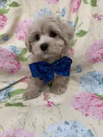 Maverick , a male Maltipoo for sale in Merritt Island, FL – Photo 8 of 9