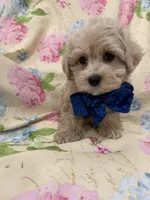 Maverick , a male Maltipoo for sale in Merritt Island, FL – Photo 6 of 9