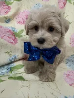 Maverick , a male Maltipoo for sale in Merritt Island, FL – Photo 2 of 9