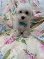 Jake , a male Bichon Frise for sale in Merritt Island, FL – 6 of 6