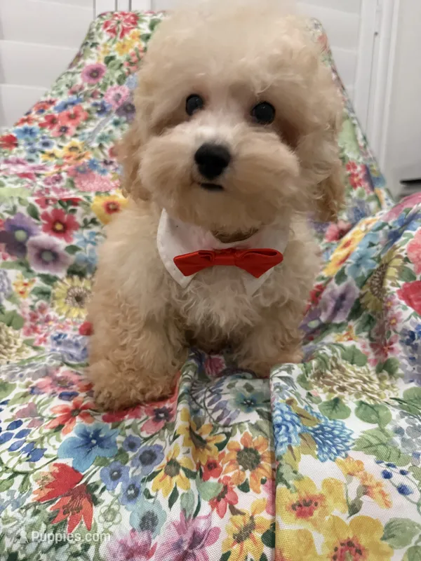 Peaches 🍑  – Maltipoo puppy for sale in Merritt Island, FL