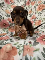 Mocha , a male Miniature Dachshund for sale in Merritt Island, FL – 5 of 9