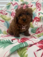 Paris , a female Poodle - Miniature  for sale in Merritt Island, FL – 5 of 10