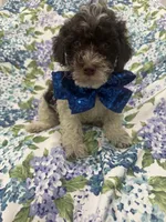 Mocha , a female Poodle - Toy  for sale in Merritt Island, FL – 4 of 6