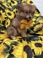 Koda , a male Pomeranian for sale in Merritt Island, FL – 10 of 10