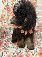Pepper , a male Miniature Bernedoodle for sale in Merritt Island, FL – 3 of 5