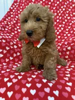 Rex , a male Miniature Goldendoodle for sale in Merritt Island, FL – 3 of 10