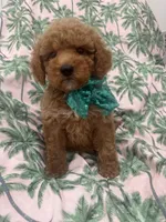 Jagger , a male Poodle - Miniature  and Cavachon for sale in Merritt Island, FL – 6 of 7