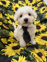 Milo , a male Bichon Frise for sale in Merritt Island, FL – 5 of 10