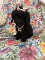 Pepper , a female Poodle - Toy  and Cavachon for sale in Merritt Island, FL – 5 of 8