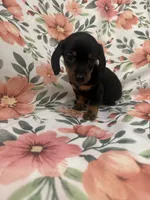 Sprout , a male Miniature Dachshund for sale in Merritt Island, FL – 6 of 6