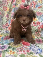 Lexi , a female Shihpoo for sale in Merritt Island, FL – 2 of 10
