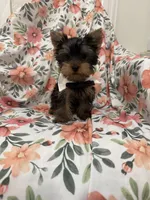 Snickers , a male Yorkshire Terrier for sale in Merritt Island, FL – 2 of 9