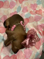 Winnie , a female Miniature Dachshund for sale in Merritt Island, FL – 7 of 10
