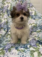Marley , a female Bichon Frise and Shih Tzu for sale in Merritt Island, FL – Photo 6 of 9