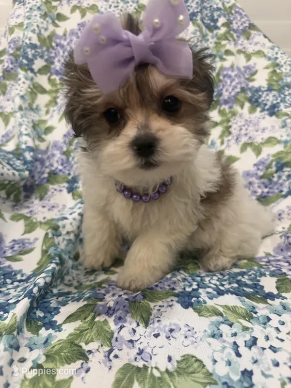 Marley  – Bichon Frise, Shih Tzu puppy for sale in Merritt Island, FL