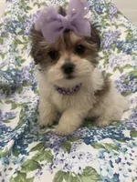 Marley , a female Bichon Frise and Shih Tzu for sale in Merritt Island, FL – Photo 1 of 9