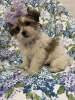 Marley , a female Bichon Frise and Shih Tzu for sale in Merritt Island, FL – Photo 7 of 9
