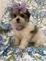 Marley , a female Bichon Frise and Shih Tzu for sale in Merritt Island, FL – Photo 4 of 9