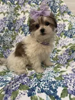 Marley , a female Bichon Frise and Shih Tzu for sale in Merritt Island, FL – Photo 3 of 9