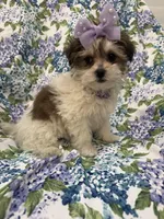 Marley , a female Bichon Frise and Shih Tzu for sale in Merritt Island, FL – Photo 8 of 9