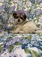 Marley , a female Bichon Frise and Shih Tzu for sale in Merritt Island, FL – Photo 9 of 9