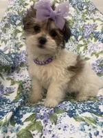 Marley , a female Bichon Frise and Shih Tzu for sale in Merritt Island, FL – Photo 5 of 9