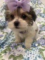 Marley , a female Bichon Frise and Shih Tzu for sale in Merritt Island, FL – Photo 2 of 9