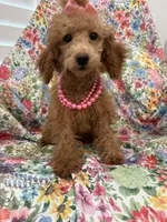 Madison , a female Poodle - Miniature  for sale in Merritt Island, FL – 2 of 7