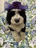 Izzy, a female Bernedoodle for sale in Merritt Island, FL – 8 of 10