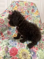 Zoey , a female Poodle - Toy  for sale in Merritt Island, FL – 4 of 10