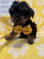 Zeus , a male Yorkipoo for sale in Merritt Island, FL – 3 of 8