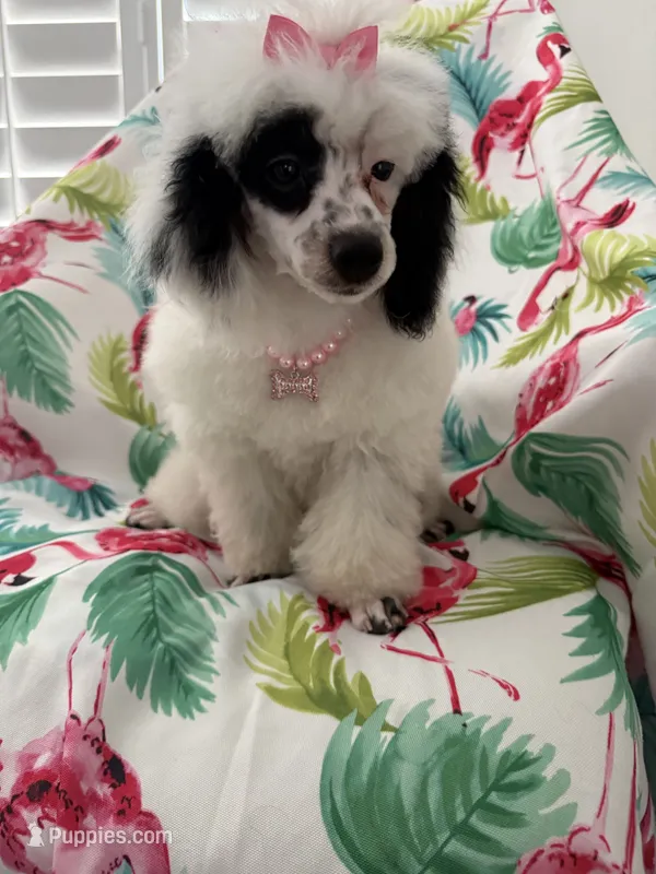 Lilly  – Poodle - Miniature  puppy for sale in Merritt Island, FL