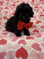Hunter , a male Shihpoo for sale in Merritt Island, FL – 2 of 9