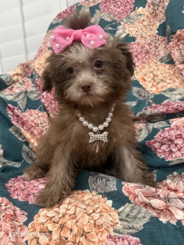 Lexi  – Shihpoo puppy for sale in Merritt Island, FL