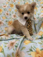 Mr. Fox, a male Pomeranian for sale in Merritt Island, FL – 7 of 10