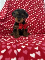 Hunter , a male Yorkshire Terrier for sale in Merritt Island, FL – 6 of 7