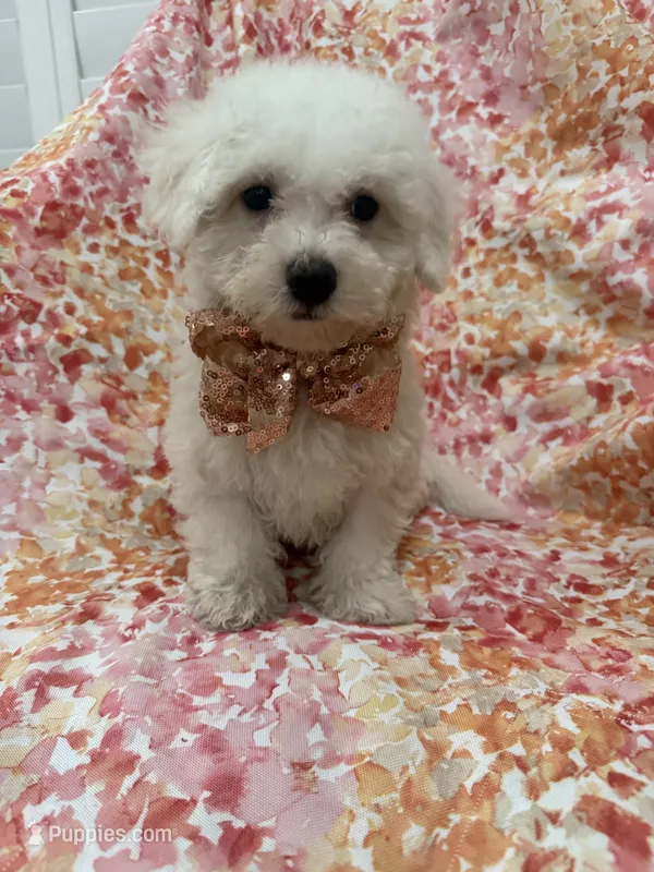 Scooter  – Bichon Frise puppy for sale in Merritt Island, FL