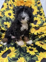 Violet , a female Miniature Bernedoodle for sale in Merritt Island, FL – 5 of 8