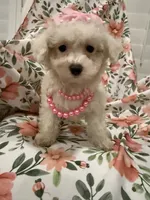 Lilly, a female Bichon Frise for sale in Merritt Island, FL – 5 of 9