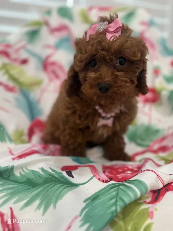 Paris  – Poodle - Miniature  puppy for sale in Merritt Island, FL