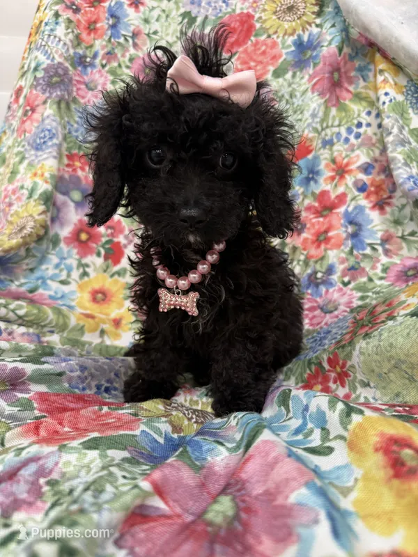 Pepper  – Poodle - Miniature , Cavachon puppy for sale in Merritt Island, FL