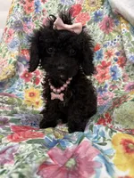 Pepper , a female Poodle - Toy  and Cavachon for sale in Merritt Island, FL – 1 of 8